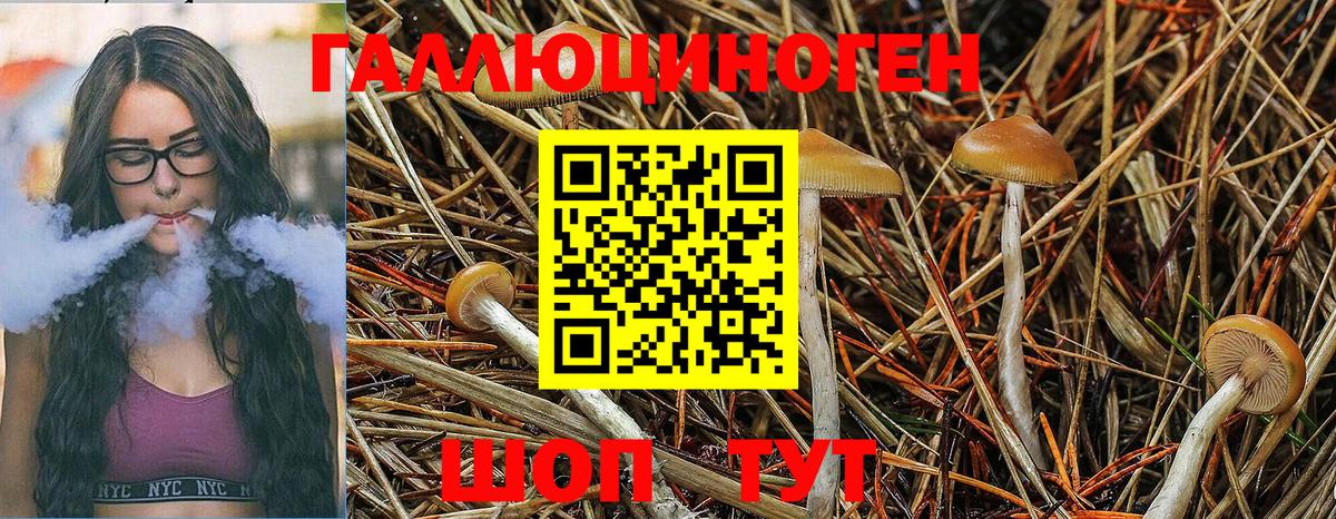 Псилоцибиновые грибы Psilocybine cubensis Подольск
